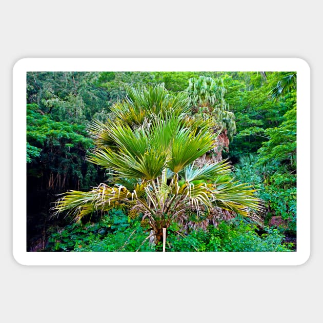 Waimea Palm Study 2 Sticker by bobmeyers